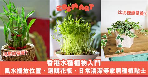 廁所種植物風水